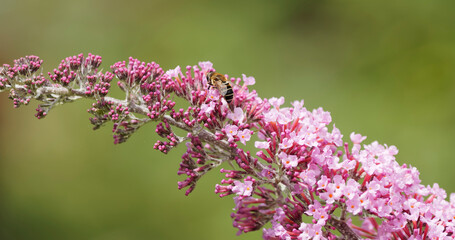 Apis mellifera - Abeille européenne ou abeille noire butinant sur une fleur de Buddleja davidii