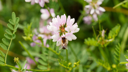 Apis mellifera - Abeille européenne ou abeille noire butineuse