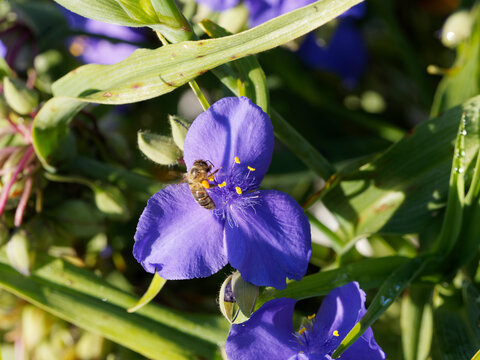 Apis mellifera - Abeille européenne ou abeille noire butinant au dessus d'une fleur d'éphémère de Virginie, les pattes formant un panier à boulette de pollen