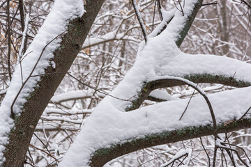 The tree is covered with snow.