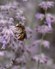 large woolly bee on a blue-rimmed plant in summer