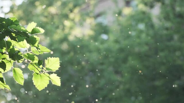 Closeup flying poplar fluff at summer city park on natural sun light and green foliage branches. Fluffy glow bokeh allergic irritant, strong allergen, health hazard. Nature city forest landscape