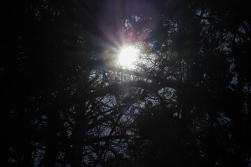 sun in the forest