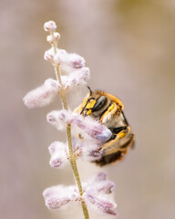 large woolly bee on a blue-rimmed plant in summer
