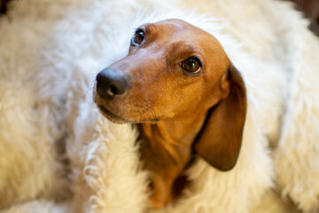 dachshund at home under a fluffy blanket