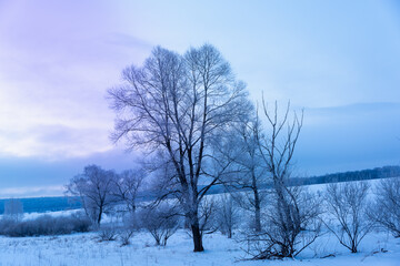 Cold winter morning, landscape. Trees, field and snow.