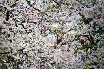 Photo for background material of cherry blossoms in full bloom that fills the screen