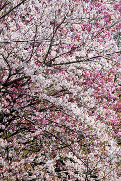 Photo for background material of cherry blossoms in full bloom that fills the screen
