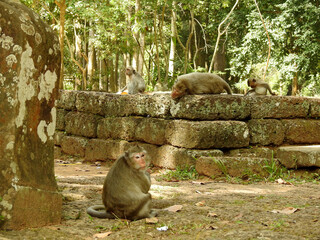 monkeys perched on the stones of the ruins of angkor wat, cambodia