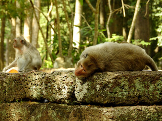 monkeys perched on the stones of the ruins of angkor wat, cambodia