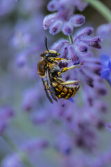 large woolly bee on a blue-rimmed plant in summer