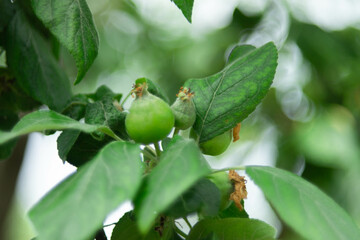 a young, green apple