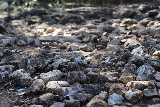 Rocks On A Hiking Trail In Texas