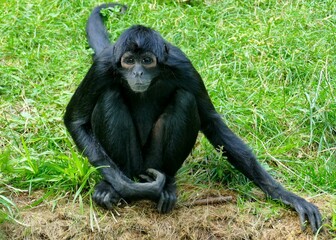 Singe atèle assis dans l’herbe