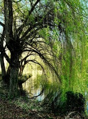 Willows, Dordogne, France