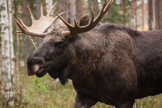 large bull moose in Sweden Lapland