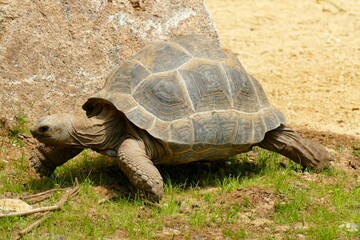 Tortue géante qui marche vue de profil 