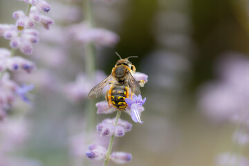 large woolly bee on a blue-rimmed plant in summer