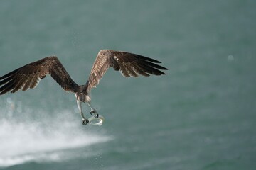 Osprey with a Sword fish catch
