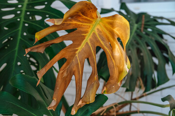 Close-up of yellow dried leaves of monstera due to over-watering of the plant. Plant disease.