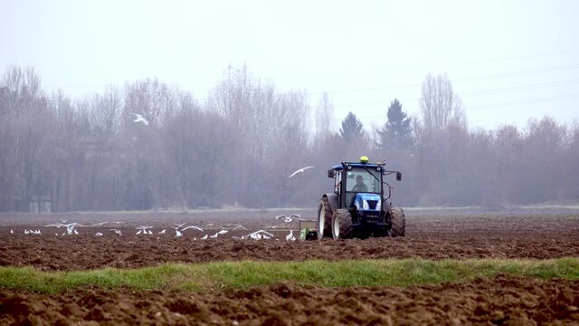 Main tillage with a tool with rotating organs that break up the soil into cubes where white birds hunt insects and worms in the loose soil.
