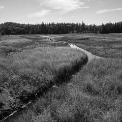 landscape of small stream