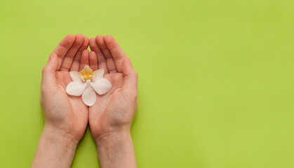 a white orchid flower in the hands of a child on a light green background with a place for text