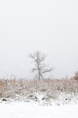 tree in snow