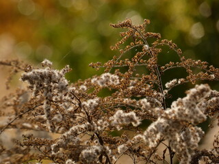 Dried flowers of Canadian goldenrod (Solidago canadensis)