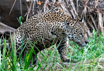 Crouching Jaguar. Jaguar walking in the forest. Green natural background. Panthera onca. Natural habitat. Cuiaba river,  Brazil