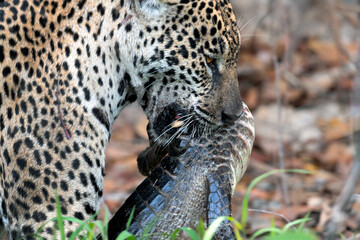 Jaguar with prey. The jaguar holds a caiman in its mouth. Panthera onca. Natural habitat. Cuiaba River, Brazil - obrazy, fototapety, plakaty