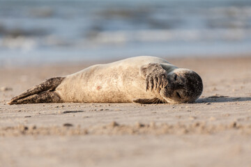 young seal on the Danish North Sea coast