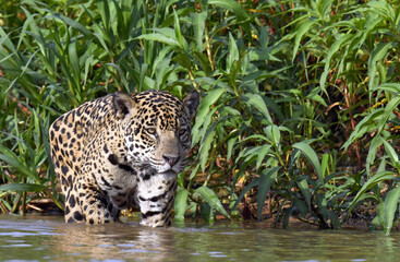 Jaguar walks on water. Front view. Green natural background.  Panthera onca. Natural habitat. Cuiaba river,  Brazil