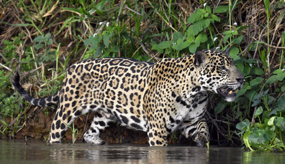 Fototapeta na wymiar Jaguar walks on water. Side view. Panthera onca. Natural habitat. Cuiaba river, Brazil