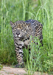 Jaguar walking along the sandy river bank. Front view. Panthera onca. Natural habitat. Cuiaba river,  Brazil