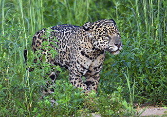 Crouching Jaguar. Jaguar walking in the forest. Green natural background. Panthera onca. Natural habitat. Cuiaba river,  Brazil