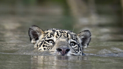 Swimming Jaguar in the river Cuiaba. Front view. Panthera onca. Natural habitat. Cuiaba river,  Brazil