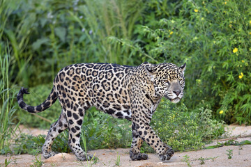 Jaguar walking along the sandy river bank. Side view. Panthera onca. Natural habitat. Cuiaba river,  Brazil