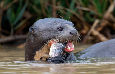 Obraz premium Giant Otter eating fish in the water. Green natural background. Giant River Otter, Pteronura brasiliensis. Natural habitat. Brazil