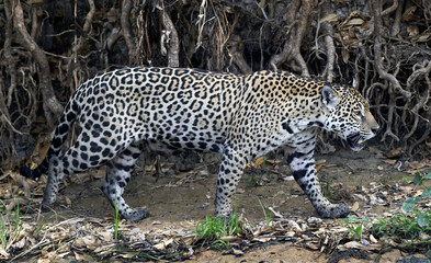 Jaguar walking along the sandy river bank. Side view. Panthera onca. Natural habitat. Cuiaba river,  Brazil - 476491603