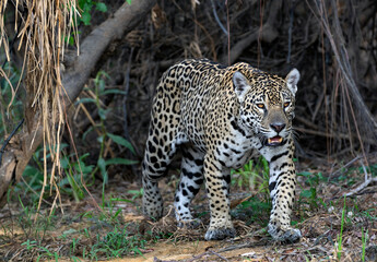 Crouching Jaguar. Jaguar walking in the forest. Panthera onca. Natural habitat. Cuiaba river,  Brazil