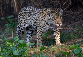 Fototapeta na wymiar Crouching Jaguar. Jaguar walking in the forest. Panthera onca. Natural habitat. Cuiaba river, Brazil