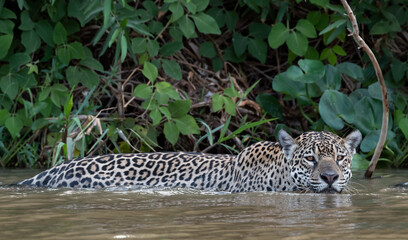 Swimming Jaguar in the river Cuiaba. Front view. Panthera onca. Natural habitat. Cuiaba river,  Brazil