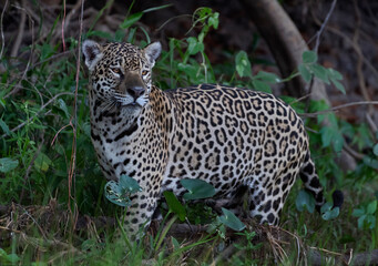 Jaguar walking along the sandy river bank. Side view. Panthera onca. Natural habitat. Cuiaba river,  Brazil