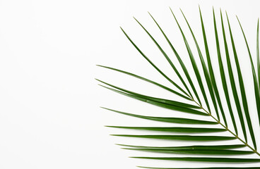 Fototapeta premium green leaf of palm tree on a white background. View from above, copy space