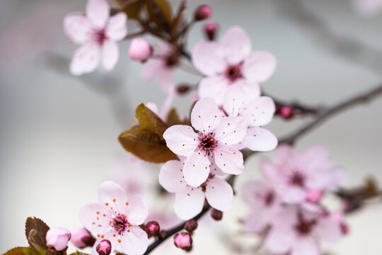 Blossoms of a cherry plum in spring © Uwe
