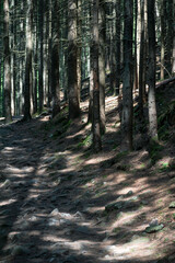 Fototapeta premium forest trail in the Carpathians