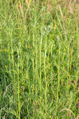 Common ragwort (jacobea vulgaris) plants before they flower