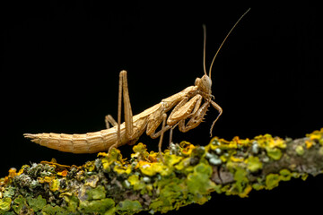 Close up of pair of Beautiful European mantis ( Mantis religiosa ).