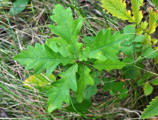 Young oak seedling with leaves